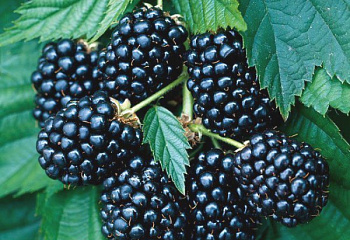 Ежевика Rubus Choctaw