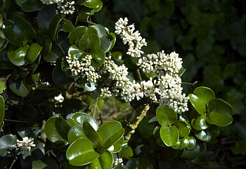 Бирючина японская Ligustrum japonicum 