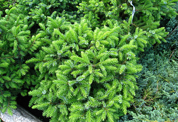 Ель сербская Picea omorika Minima 