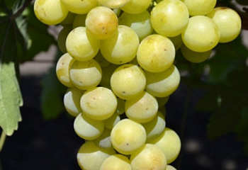 Виноград плодовый Vitis vinifera Колобок