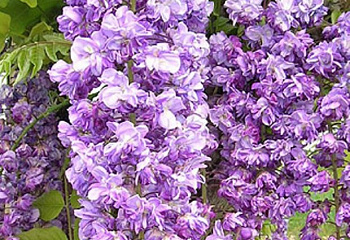 Глициния обильноцветущая Wisteria floribunda Flore Pleno 