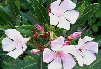 Олеандр обыкновенный  Nerium oleander Barcelona 