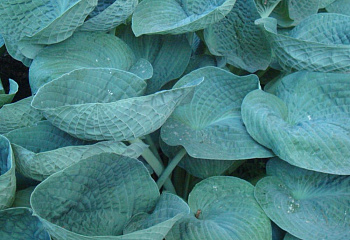 Хоста Hósta Big Daddy 