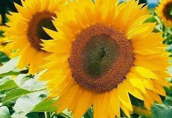 Подсолнечник Sunflower NK Ferti 