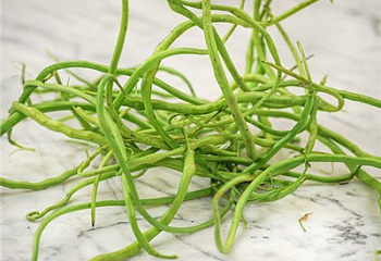 Фасоль Phaséolus Singara Rats Tail Radish 