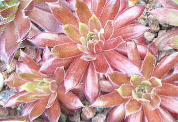 фото: молодило Blazing Star молодило Blazing Star