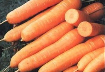 Морковь Carrot Touchon 