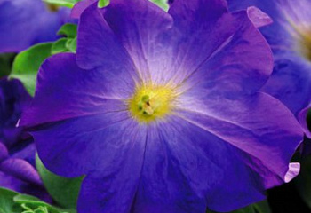 Петуния Petunia Blue Morn 