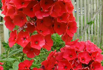 Флокс Phlox Red Riding Hood 