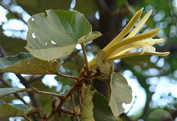 Тарелочное дерево Pterospermum acerifolium 