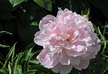 Пион Pink Pearl 