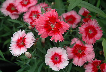 Гвоздика  Diánthus Parfait Strawberry 