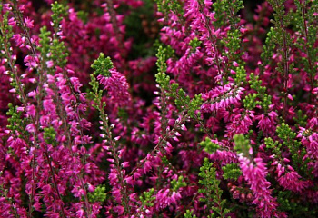 фото: Вереск Calluna Carmen Вереск Calluna Carmen
