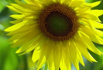 Подсолнечник Sunflower Atlanta 