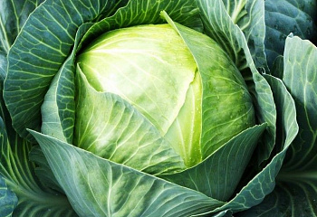 Капуста кочанная Cabbage Ancoma 