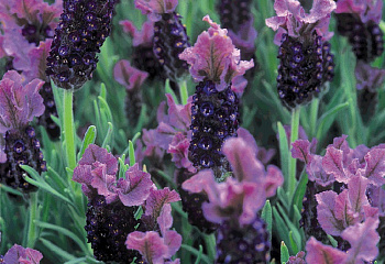 Лаванда Lavandula Purple Violet 