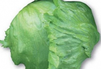 Салат Lettuce Kuala 