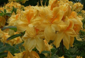 Азалия (рододендрон листопадный) Azalea Sun Chariot 