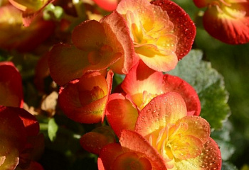 Бегония Begonia Ami Jean Bard 