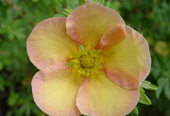 Лапчатка Potentilla Day Dawn 