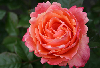 Роза на штамбе Rósa Promise 