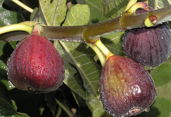 Инжир Fícus cárica Texas Everbearing Fig