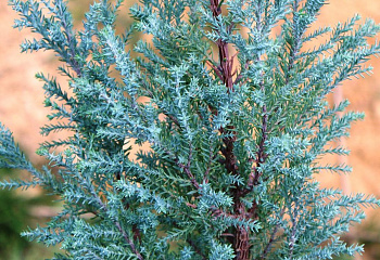 фото: кипарисовик Лавсона Blue Surprise кипарисовик Лавсона Blue Surprise