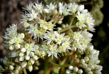 Багульник гренландский  Ledum groenlandicum 