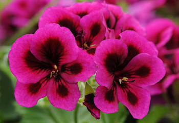 Пеларгония Pelargōnium Candy Flowers Violet 
