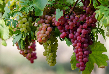 Виноград плодовый Vitis vinifera Сиреневый туман
