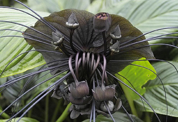 Цветок дьявола Black Bat Flower 