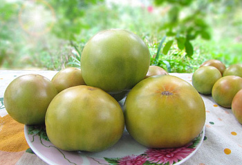 Помидор Тomato Dwarf Beryl Beauty 