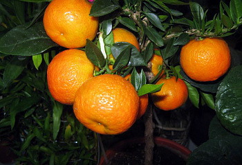 Апельсиновое дерево Orange Tree Fragola 
