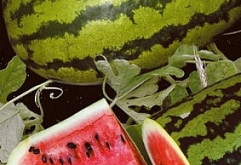 Арбуз Watermelon Striped Klondike F1 