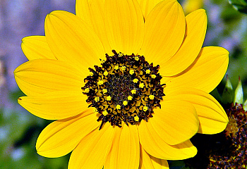 Гелиантус (Подсолнечник декоративный) Helianthus Mexican Sunflower Goldfinger 