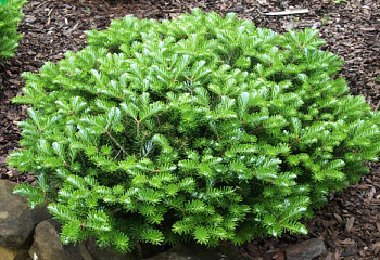 фото: пихта корейская Green Carpet пихта корейская Green Carpet