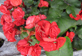 Бегония Begonia Wilhelm Eysser 