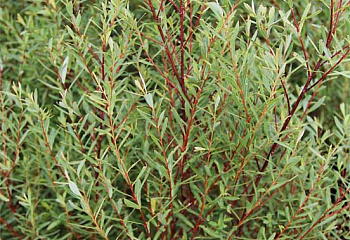 Ива пурпурная Salix purpurea Маяк 