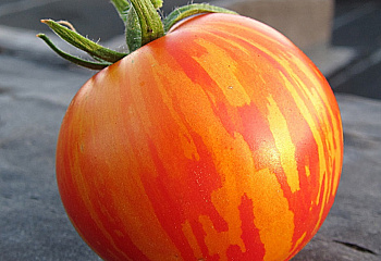 Помидор Тomato Red Zebra 