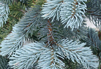 Ель колючая Picea pungens Christmas Blue 