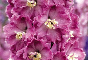 Дельфиниум Delphinium Deep Sweethearts 