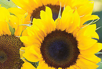 Подсолнечник Sunflower Elegance 