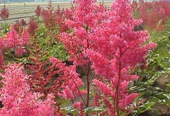 Астильба Astilbe Koblenz 