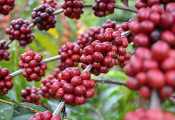 Кофейное дерево Coffee Canephora 