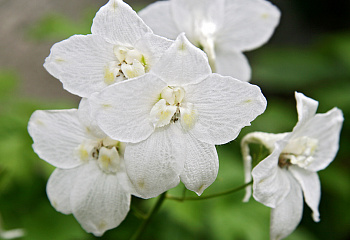 Дельфиниум Delphinium Moerhemii 