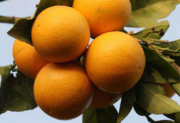 Апельсиновое дерево Orange Tree Vaniglia Sanguigno 