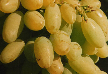 Виноград плодовый Vitis vinifera Тимур