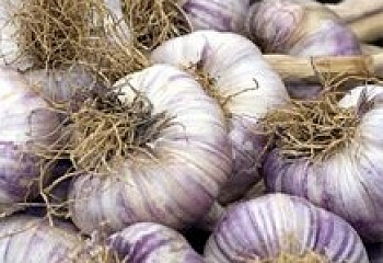 Чеснок Garlic Purple Wight 