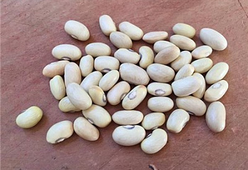 Фасоль Phaséolus Hutterite Soup Bush 