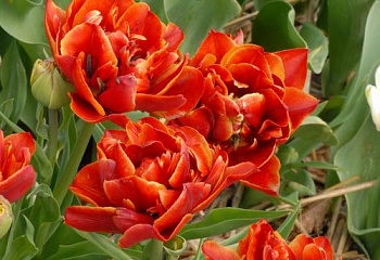 Тюльпан Túlipa Mazurka 